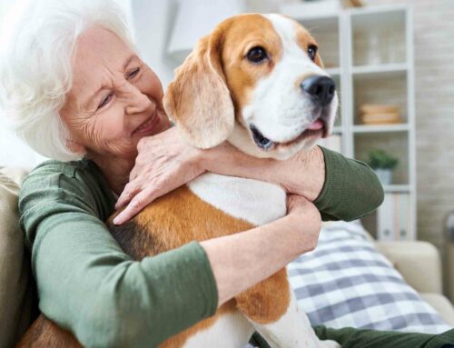 Positive Wirkung von Tieren auf ältere Menschen
